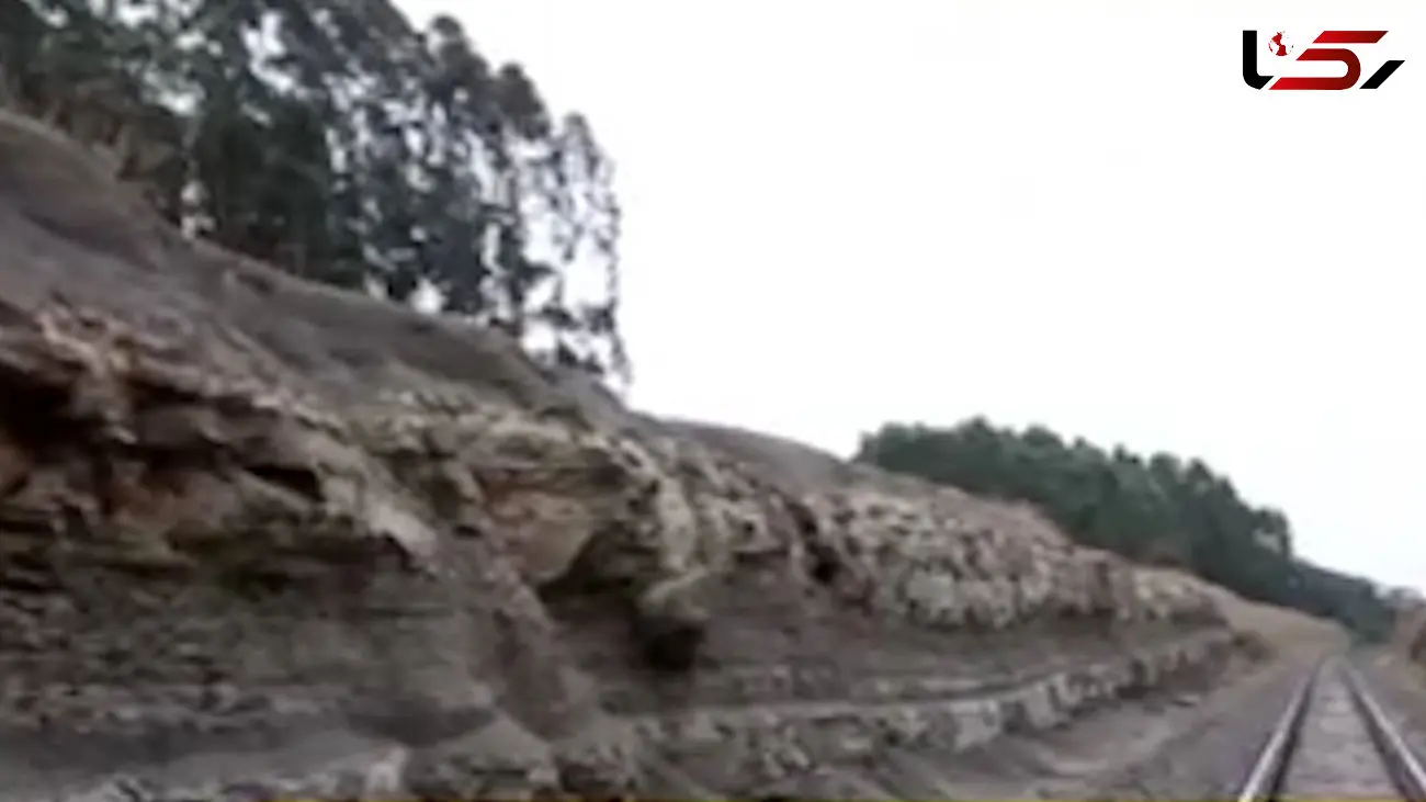 عجیب ترین جنگل جهان + فیلم 