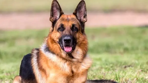 دومین سگ کرونایی شناسایی شد/ هنگ کنگ 