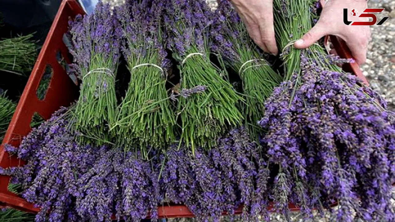 درمان گیاهی تبخال چگونه است؟