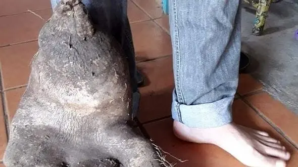 شباهت عجیب سیب زمینی به عصوی از بدن انسان + عکس