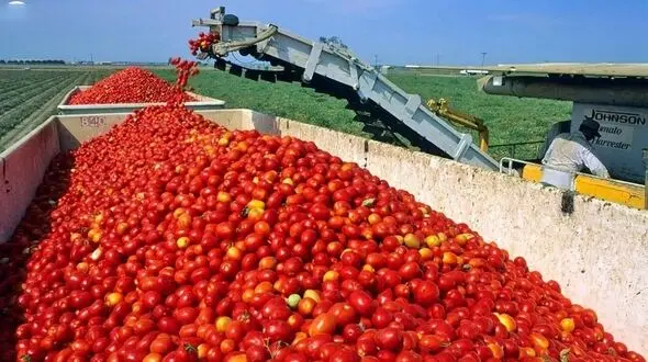  رب گوجه در کارخانه چگونه درست می شود؟ + فیلم عجیبی که باید ببینید!