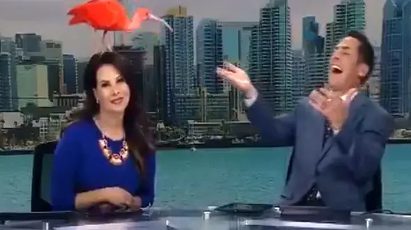 عجیب ترین اتفاق برای خانم مجری در پخش زنده + فیلم  