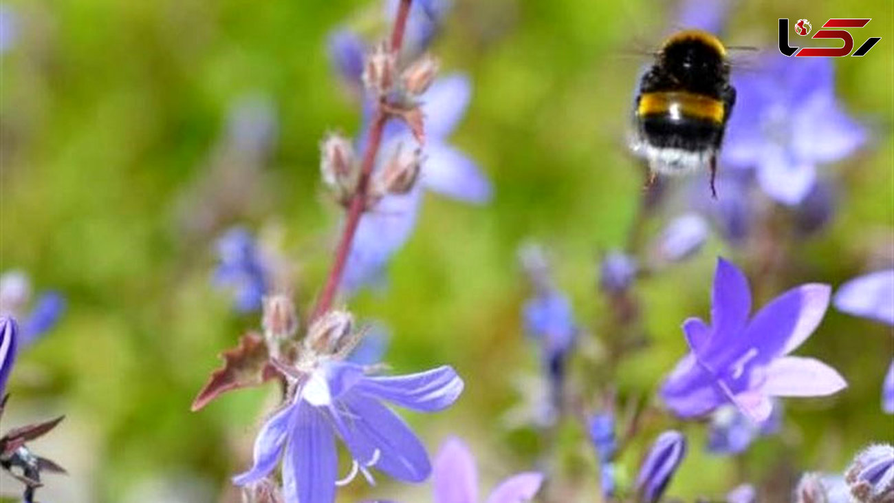  Next-Generation Drones Could Learn from Bumblebees' Flight 