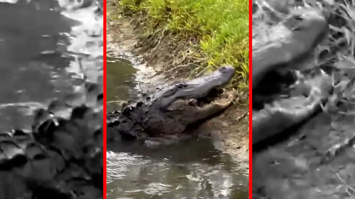 فیلم شکار خشن لاک پشت توسط تمساح