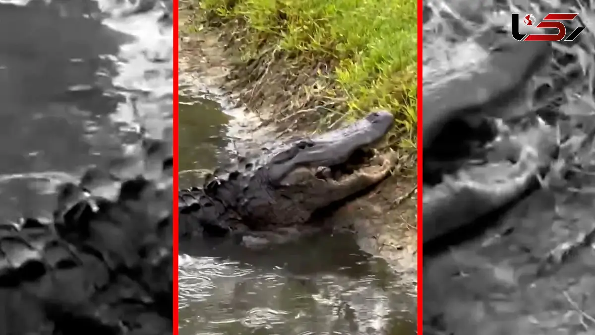 فیلم شکار خشن لاک پشت توسط تمساح