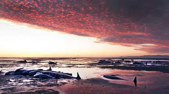 مرگ دلخراش صدها نهنگ در ساحل نیوزیلند