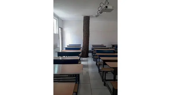 درختی که هم‌پای دانش‌آموزان درس می‌خواند + عکس