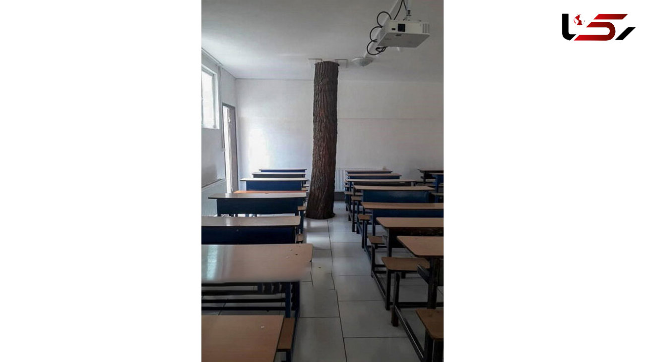 درختی که هم‌پای دانش‌آموزان درس می‌خواند + عکس