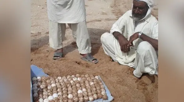 اقدام فداکارانه پیرمرد بلوچ در حمایت از لاک پشت ها + عکس