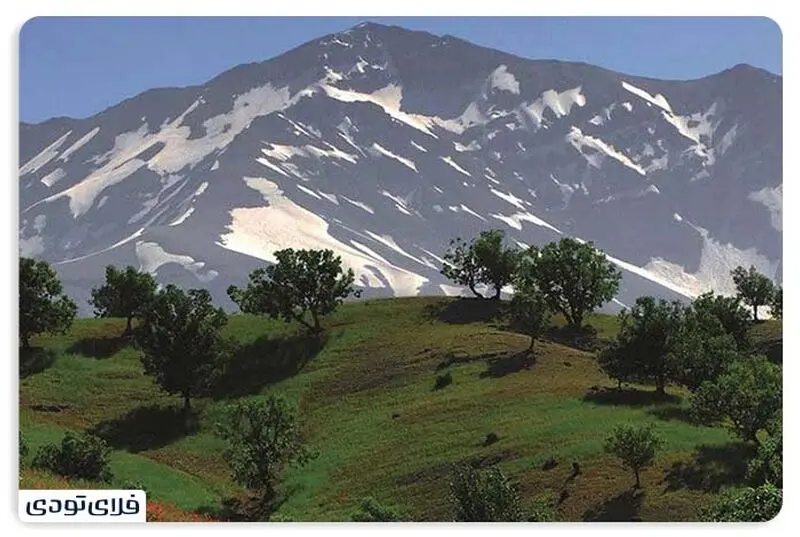زردکوه