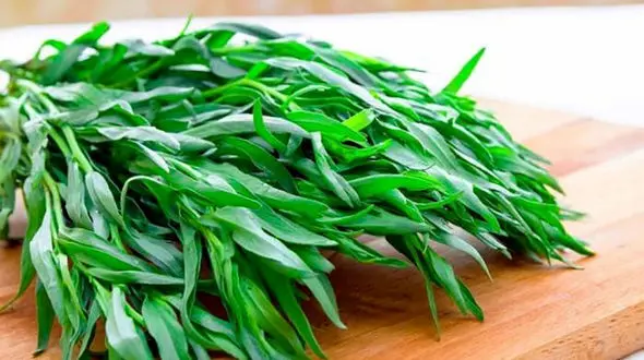 گیاه مرزه بهترین  شستشو دهنده کلیه و مجاری ادراری