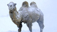 فیلم یخ زدن شترهای دوکوهانه در دمای منفی ۳۰ درجه !