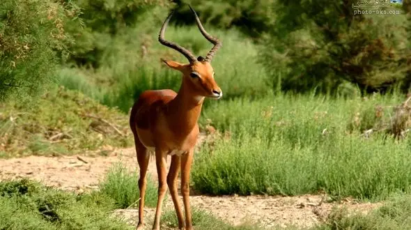 فیلم آهوی کم یاب ایرانی که به مرکز دفن زباله ها پناه آورد