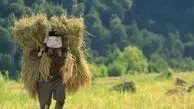 برنج تازه 1405 رسید ! راهنمای جامع خرید برنج تازه شمال ۱۴۰۵