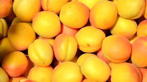 زردآلو میوه تابستانی مناسب برای پوست 