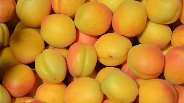 زردآلو میوه تابستانی مناسب برای پوست 