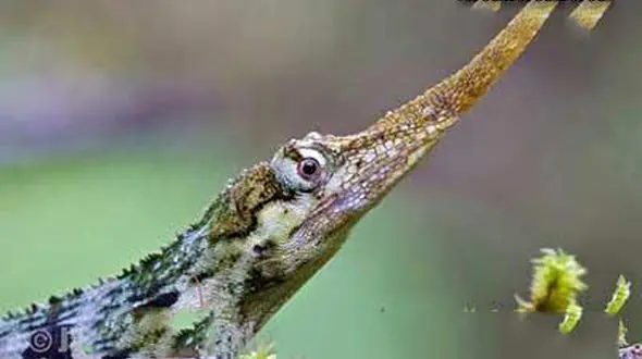 تصویر لو رفته از پینوکیو واقعی+عکس