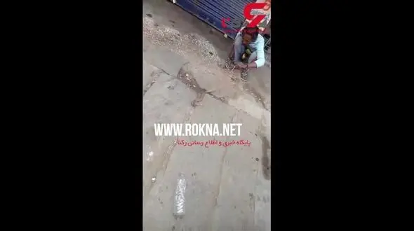 اقدام ناشیانه یک مارباز صحنه هولناکی را رقم زد+فیلم