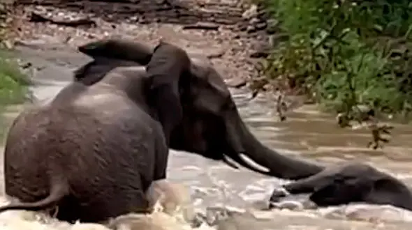 فیلم نجات بچه فیل از سیل توسط مادرش