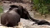فیلم نجات بچه فیل از سیل توسط مادرش
