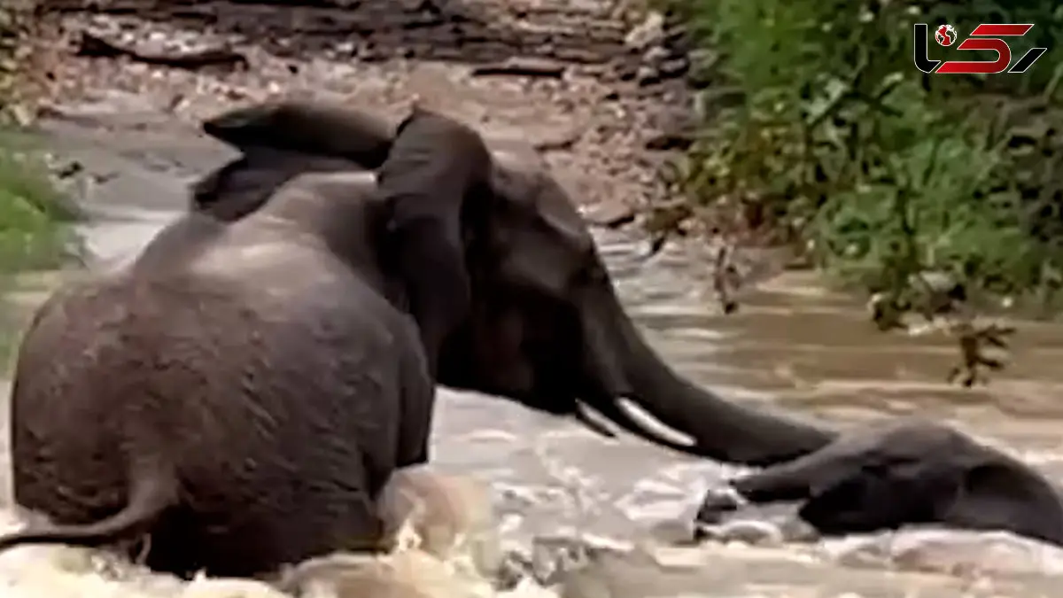 فیلم نجات بچه فیل از سیل توسط مادرش