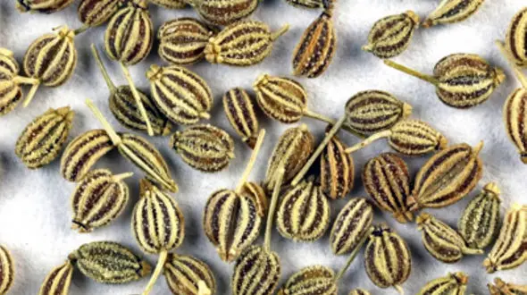 بهترین ترکیب زنیان برای چربی سوزی و سلامت + فیلم