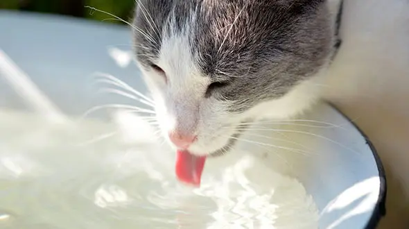 ببینید / حرکت تحسین برانگیز با یک گربه در پارک + فیلم