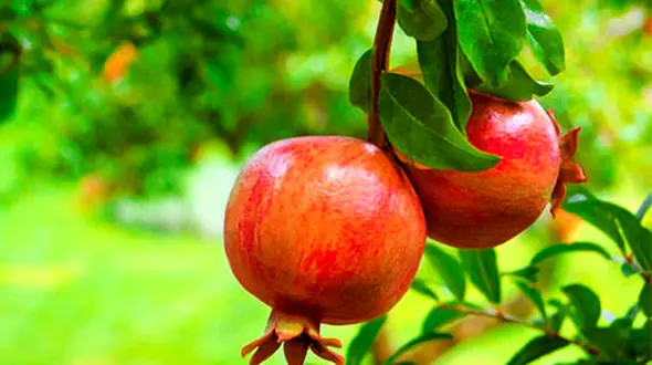 تولید سالانه ۶۵ هزار تن انار در استان لرستان