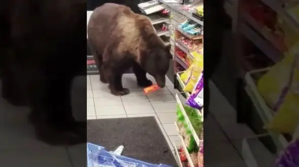 فیلم/ این خرس گرسنه هر شب غذای مورد علاقه اش را از یک فروشگاه می دزدد! 
