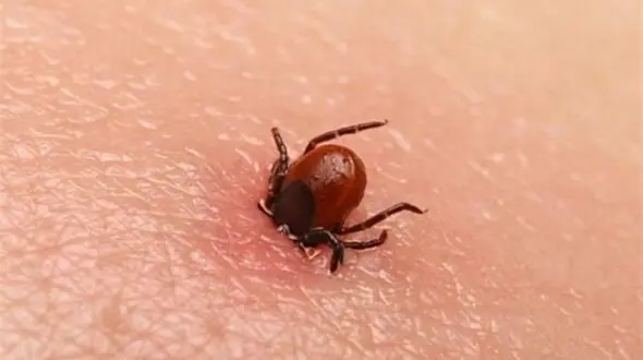 15 بیمار مشکوک به تب کریمه کنگو در تربت جام