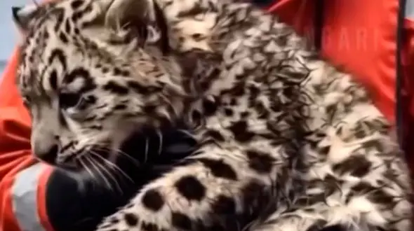 فیلم نجات پلنگ توسط دلفین