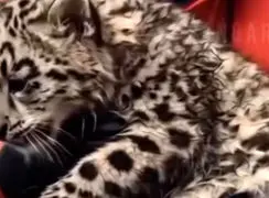 فیلم نجات پلنگ توسط دلفین