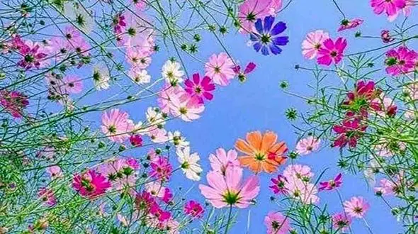 فال روزانه شخصی/ 11 مرداد ماه + فیلم