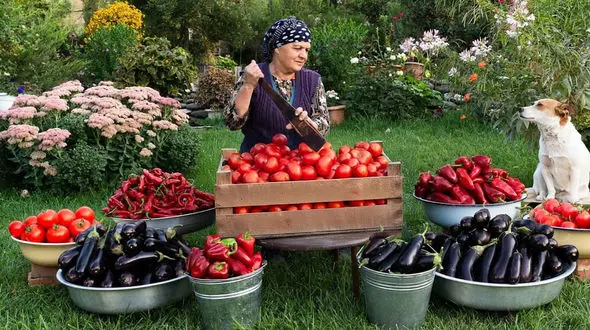 دلمه بادمجان گوشت و پنیر؛ غذای جذاب روستایی آذربایجان + فیلم