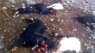 اصابت صاعقه به گله گوسفند و مرگ 40 راس گوسفند/ چوپان مجروح شد  + فیلم