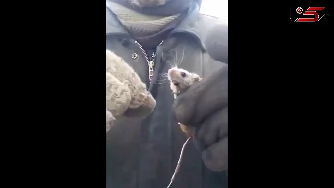 این مرد موش را زنده زنده خورد!+ اگر تحمل دارید، فیلم چندش آور را ببینید!