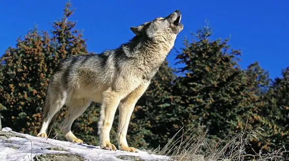 رابطه همزیستی گرگ ها با انسان ها + جزئیات