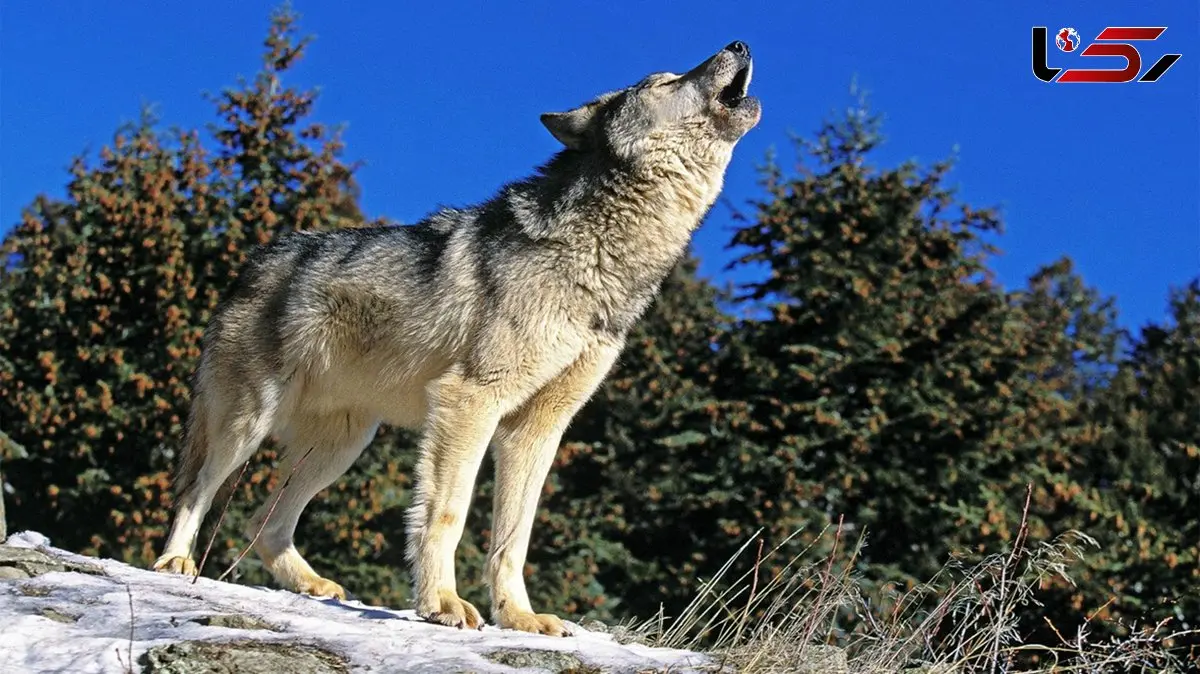 رابطه همزیستی گرگ ها با انسان ها + جزئیات
