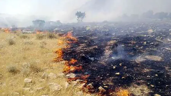 عکس های دلخراش از مرگ حیوانات وحشی در آتش سوزی جنگل های زاگرس