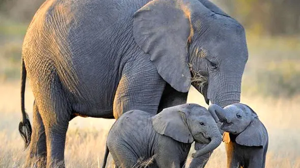 از درگیری بین فیل ها تا تکان دادن پر توسط طاووس