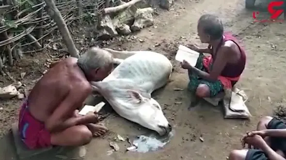 مرگ یک گاو به دلیل استفاده از جادوگر به جای دامپزشک + فیلم