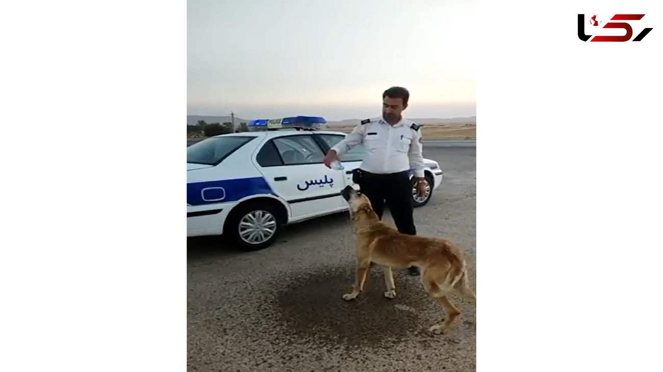 فیلم زیبا از برخورد پلیس راهور با سگ ولگرد + عکس