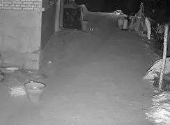 فیلم شکار سگ کوچک توسط جغد در تاریکی شب