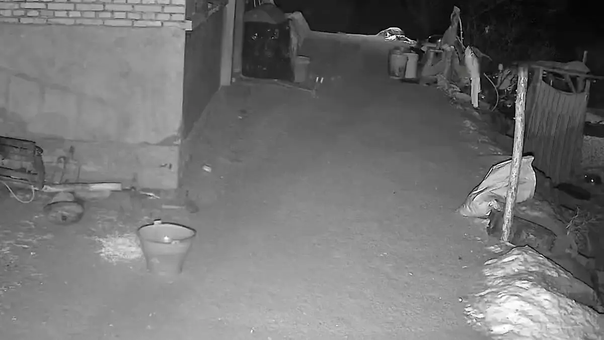 فیلم شکار سگ کوچک توسط جغد در تاریکی شب