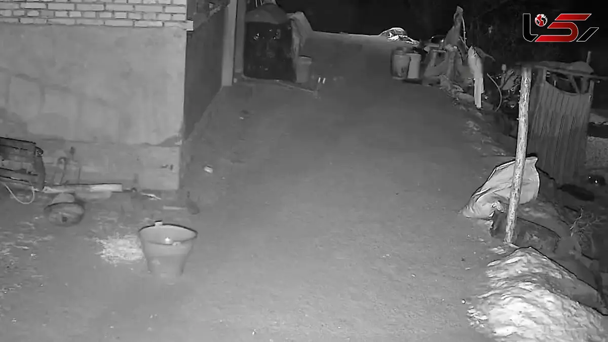 فیلم شکار سگ کوچک توسط جغد در تاریکی شب