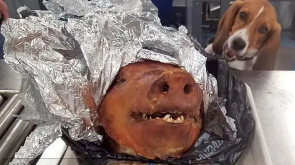 پیدا شدن چمدانی پر از خوک در فرودگاه+عکس