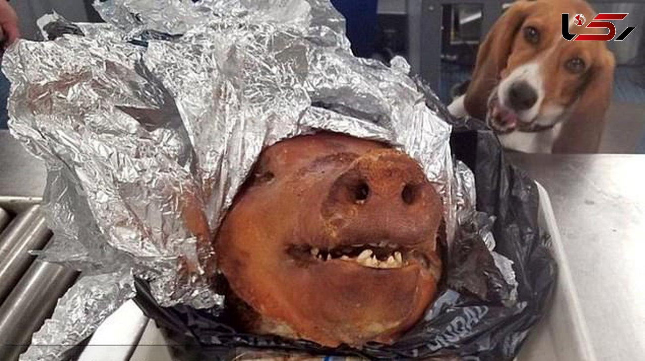 پیدا شدن چمدانی پر از خوک در فرودگاه+عکس