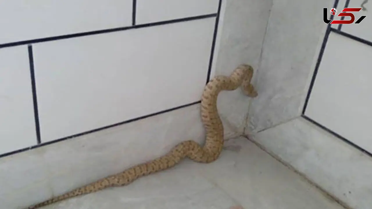 مار سمی زن تهرانی را تا مرز سکته برد + عکس 