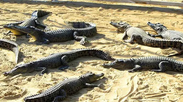 عاقبت تلخ کروکودیل های وارداتی به مشهد / سلاخی و تولیدات پوستی