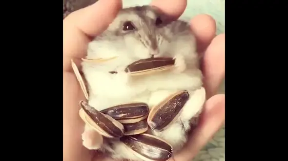 خرگوش عاشق تخمه را ببینید + فیلم